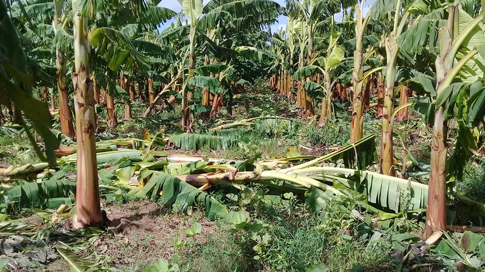 TelePinar's tweet photo. 🗣️Tirado, aquí radica el principal polo productivo de #SanLuis, 38 de las 41 ha de plátano perdidas como consecuencia de los vientos de la #TTLAURA, se concentran aquí. No hay desánimo en los productores. #FuerzaCuba #PinardelRío @ALOTelePinar #Cuba🇨🇺 https://t.co/mBGEdFTeq7