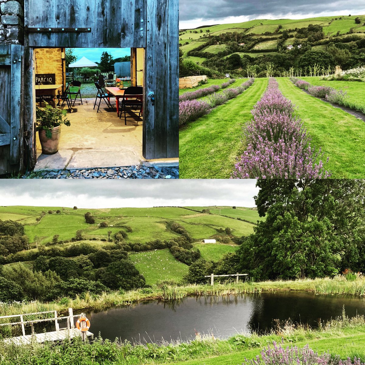 We’re finishing the lavender harvest this bank holiday weekend and over the coming week. The still will be on, the scent of lavender in the air and the best cake ever on offer: Special Sticky Lavender Loaf made for us by @wowee_kitchen All welcome at LD2 3HU