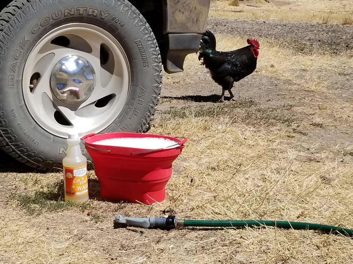 AzureClean's tweet photo. Susan likes to wash her rig with Azure Clean's Car &amp; Truck Wash because it doesn't expose her or her chickens (like her Rooster "Tab") to chemicals. #carwash #pets #chickens #environment
https://t.co/eis9rKYcDO https://t.co/RQ2VIgbmva