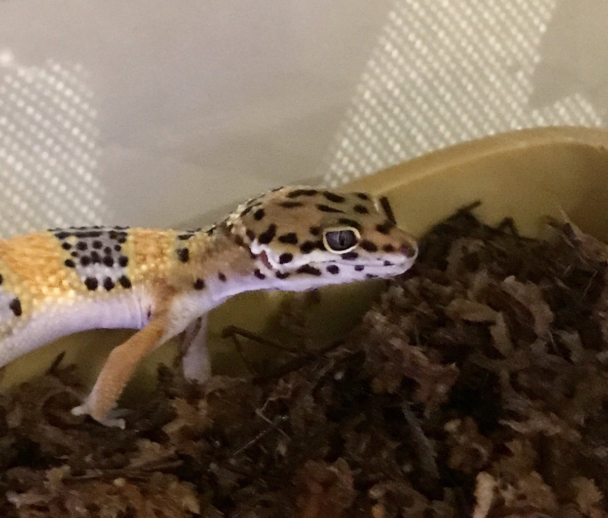 malcellis's tweet photo. Meet the newest member of the family! ❤️🦎 https://t.co/Ec9ImWKmDp