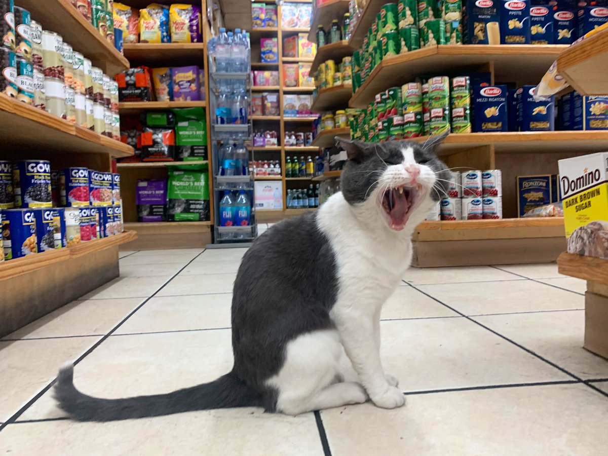 Bodegacats_'s tweet photo. https://t.co/B0rLSGFK0U