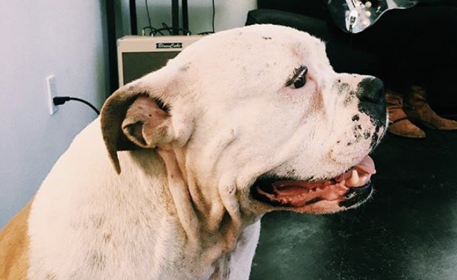 calumIftv's tweet image. — choose one: dogs