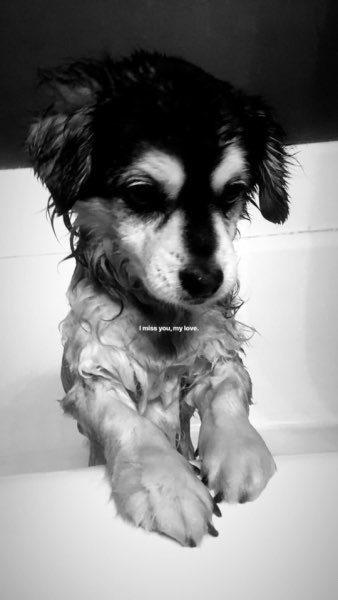 calumIftv's tweet image. — choose one: dogs