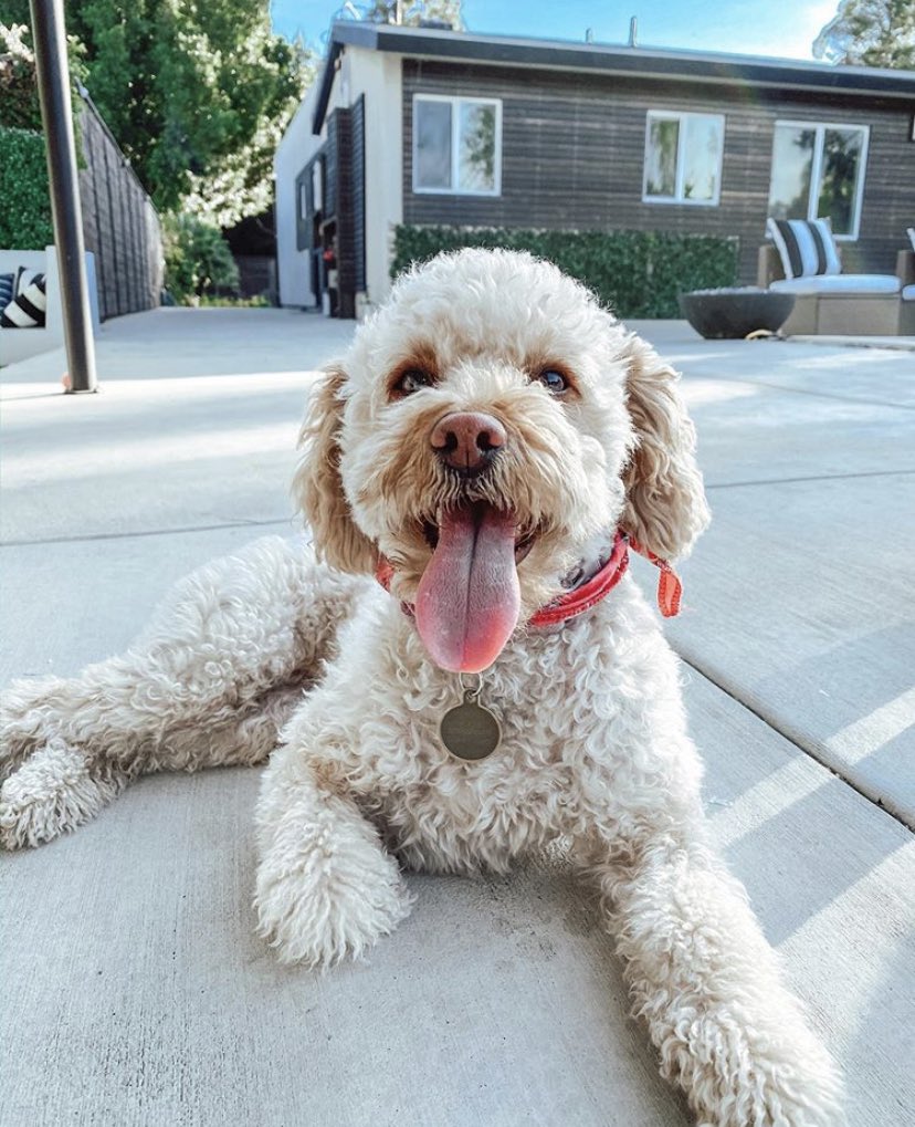 calumIftv's tweet image. — choose one: dogs