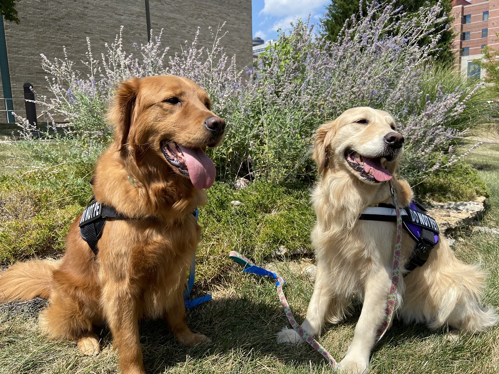 ChildrensMercy's tweet photo. Though they just missed #NationalDogDay, Hunter and Hope are so excited to be back at Children's Mercy! They can't accept pets from patients or staff quite yet, but they are so happy to be back in the hospital doing what they do best. #facilitydog #DogsofCMKC https://t.co/dYzQ8GBMuF