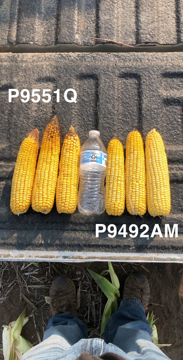 CountyLineSeed's tweet photo. #FieldCheckFriday is a bit lengthier. Checked out our plot with 3 new hybrids along with P9492AM and boy are there exciting things coming. https://t.co/rgzN6ZezZl