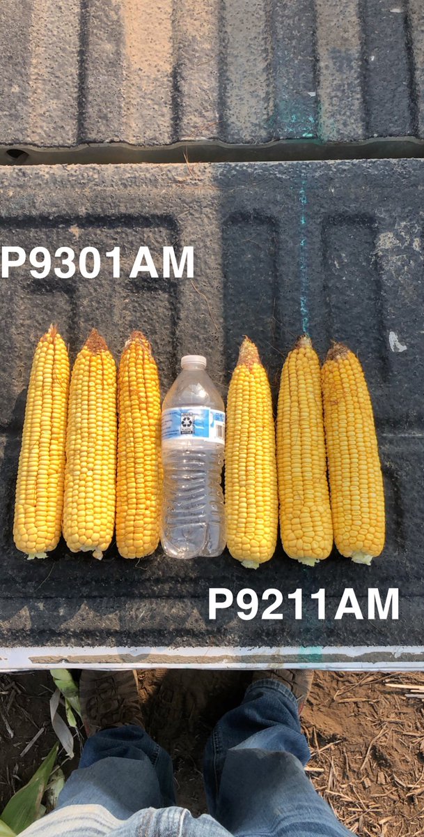 CountyLineSeed's tweet photo. #FieldCheckFriday is a bit lengthier. Checked out our plot with 3 new hybrids along with P9492AM and boy are there exciting things coming. https://t.co/rgzN6ZezZl