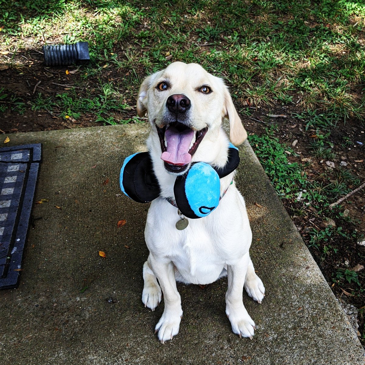 Npall's tweet photo. Happy Dog Day!! Here's an Audio Doggo 😄

#dogday #pupper #doggo #dogsofinstagram #doglove https://t.co/wiLhPtR3RB