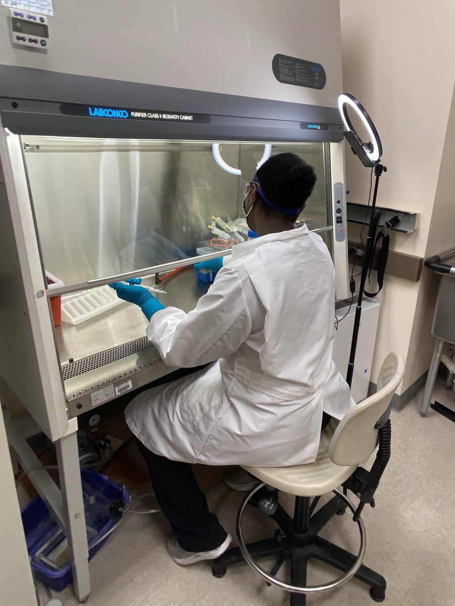 warren_vidar's tweet image. Dahlia Porter, an undergrad student in @nadjacech’s lab, is being trained by PhD candidate, @Derick_Devon, virtually. Derick is in Cech lab, watching Dahlia work in the culture lab through Zoom. I took the photo from outside the room. #CechUsOut #cechlab #NewNormal