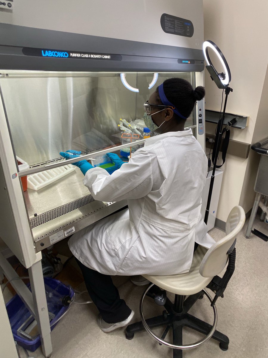 warren_vidar's tweet image. Dahlia Porter, an undergrad student in @nadjacech’s lab, is being trained by PhD candidate, @Derick_Devon, virtually. Derick is in Cech lab, watching Dahlia work in the culture lab through Zoom. I took the photo from outside the room. #CechUsOut #cechlab #NewNormal