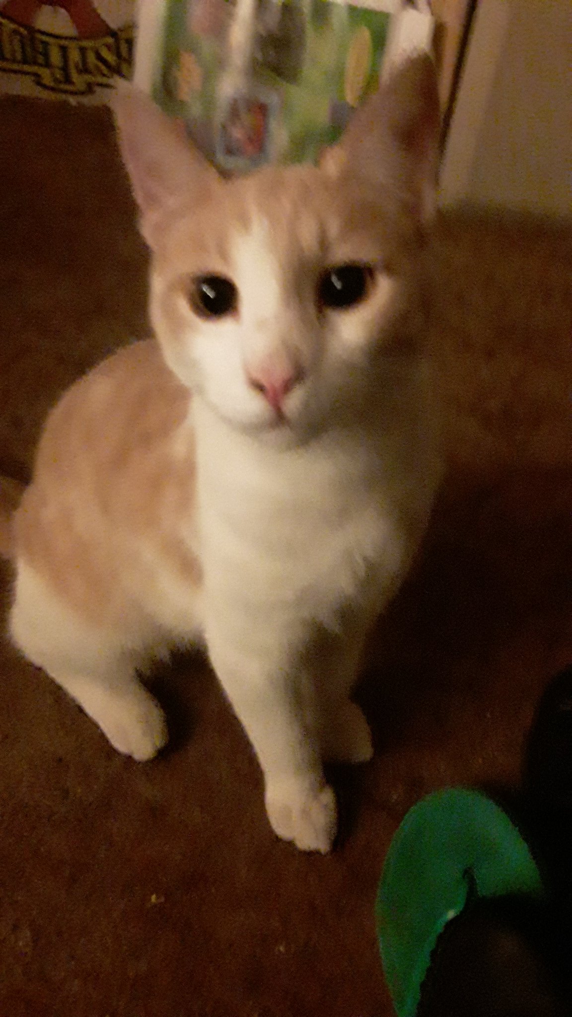 Happy birthday. My cat Snowhite greets you too. 