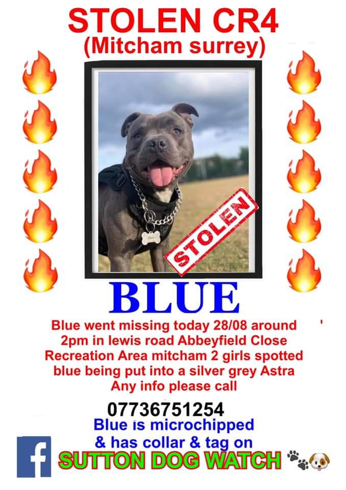 Blue was seen by witnesses being picked up by a male in his 40's and put into a silver Astra in Abbeyfield Close CR4 
#theftbyfinding #criminaloffence #StolenDogs #bringBluehome #cr4 #mitcham #doglost #croydon #pollardshill #asdamitcham #reportanyinfo