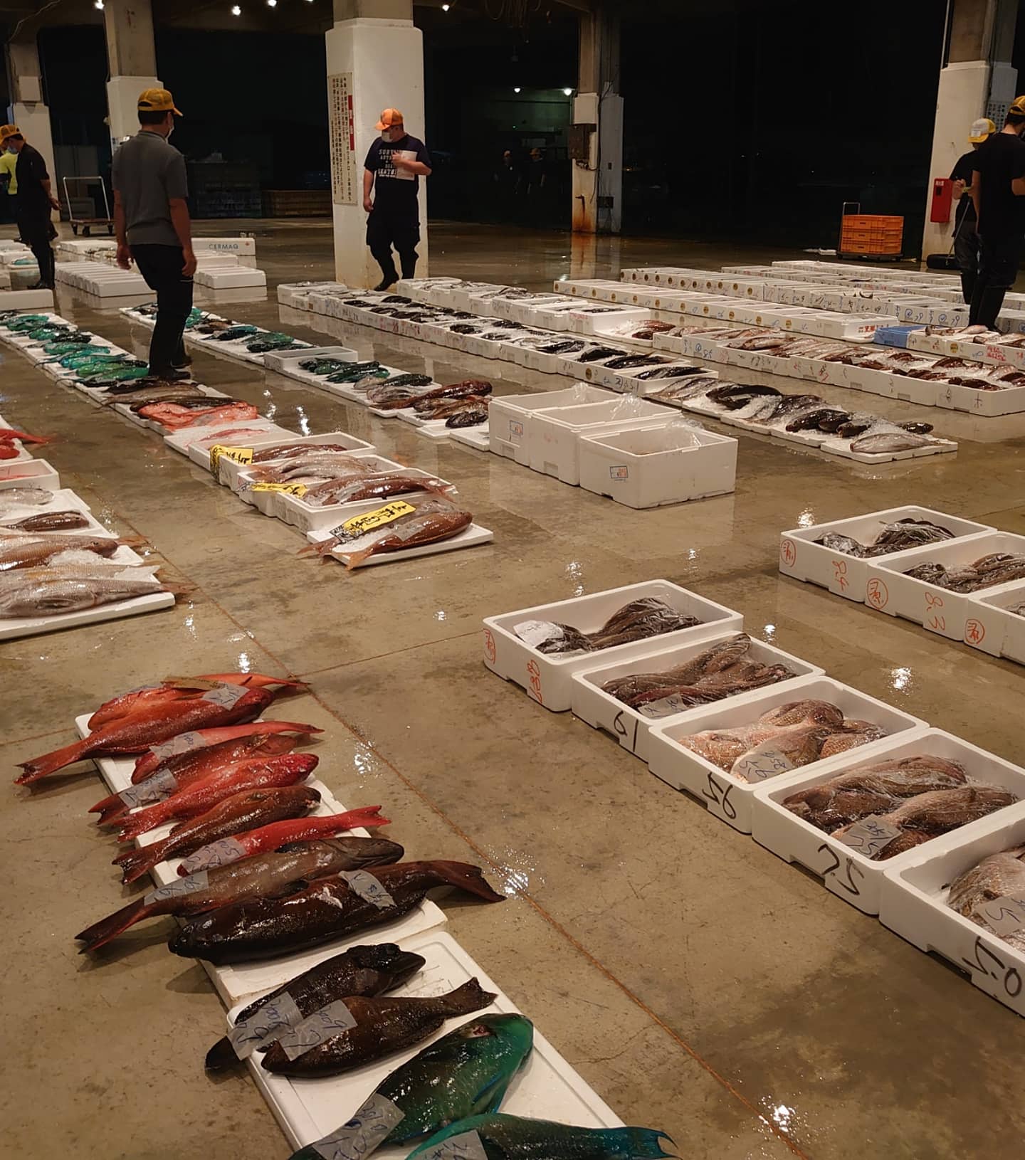 お魚戦隊のカーズー はいさーい ノ 明日は日曜日ですが セリ開市で泊いゆまち施設も 開いてますだマッチ ゝw お魚戦隊キャラクター モデル タチウオ 沖縄方言でタチヌイユ お魚戦隊 さかなや さかな