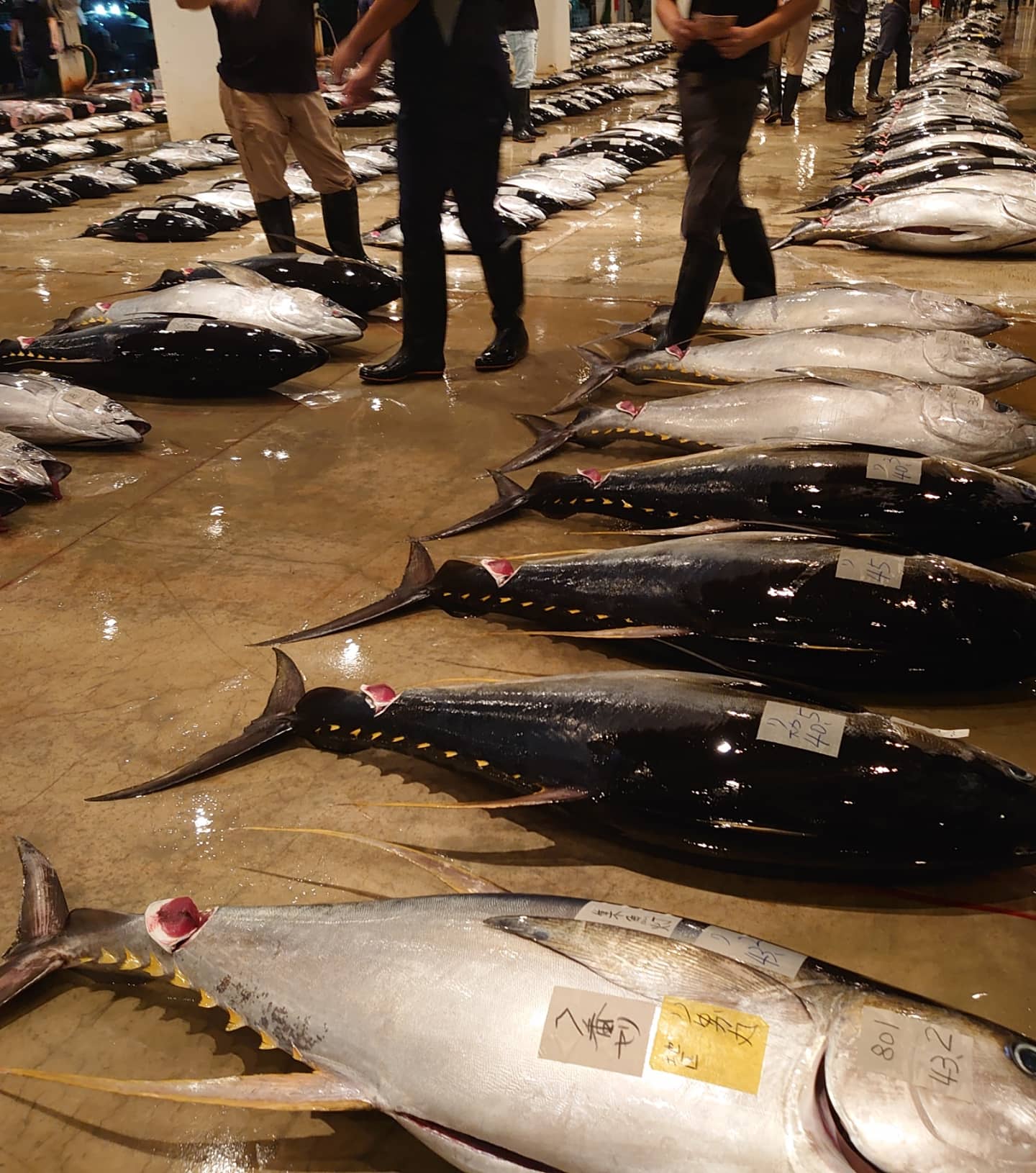 お魚戦隊のカーズー はいさーい ノ 明日は日曜日ですが セリ開市で泊いゆまち施設も 開いてますだマッチ ゝw お魚戦隊キャラクター モデル タチウオ 沖縄方言でタチヌイユ お魚戦隊 さかなや さかな