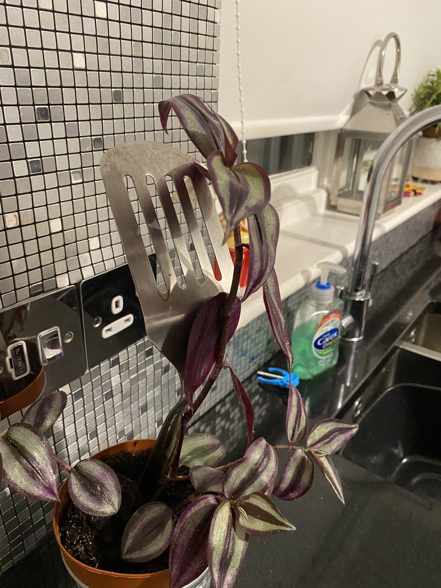 I need help . This is the only living thing I’ve kept alive apart from my 2 kids .  Killed every  house plant fo 50yrs but this my daughter grad plant 🧐kept growing by kitchen utensil  . 😂What do I do now ?