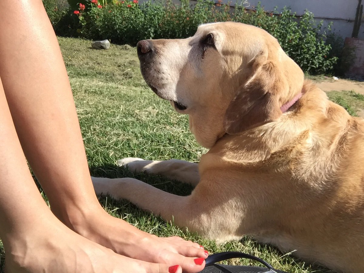 abrilramos71's tweet photo. Nos vemos pronto🐶❤️😇 https://t.co/0GzrN8N2bs