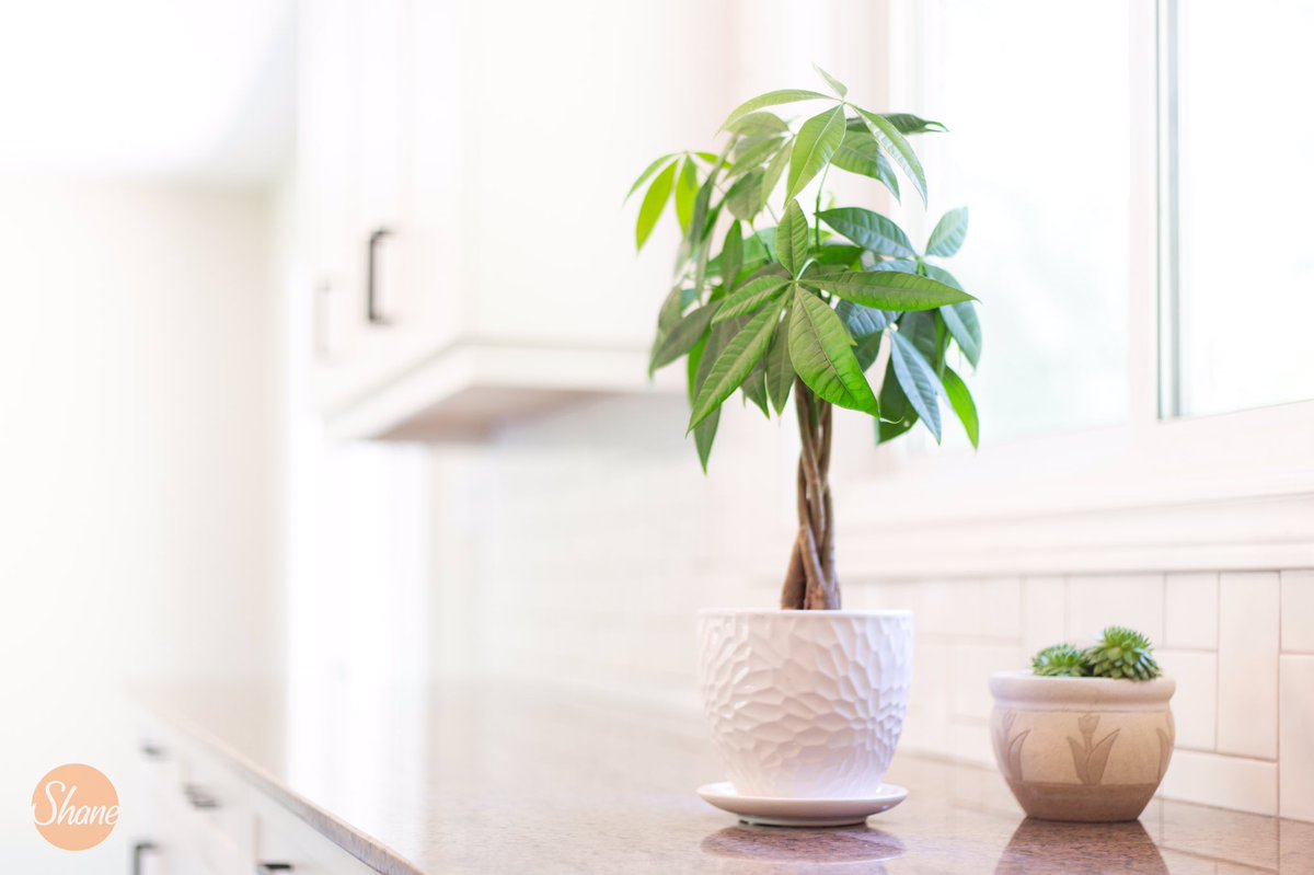 🌱We love creating a #kitchenspace that has room to grow #PLANTS.

Plants can #reduceindoorairpollutants and #boostcreativity!

Here are the BEST #kitchenPLANTS to have:

🌱#SpiderPlant
🌱#AloeVera
🌱#Herbs
🌱#EnglishIvy
🌱#PeaceLily
🌱#Pothos

shanerenovations.com