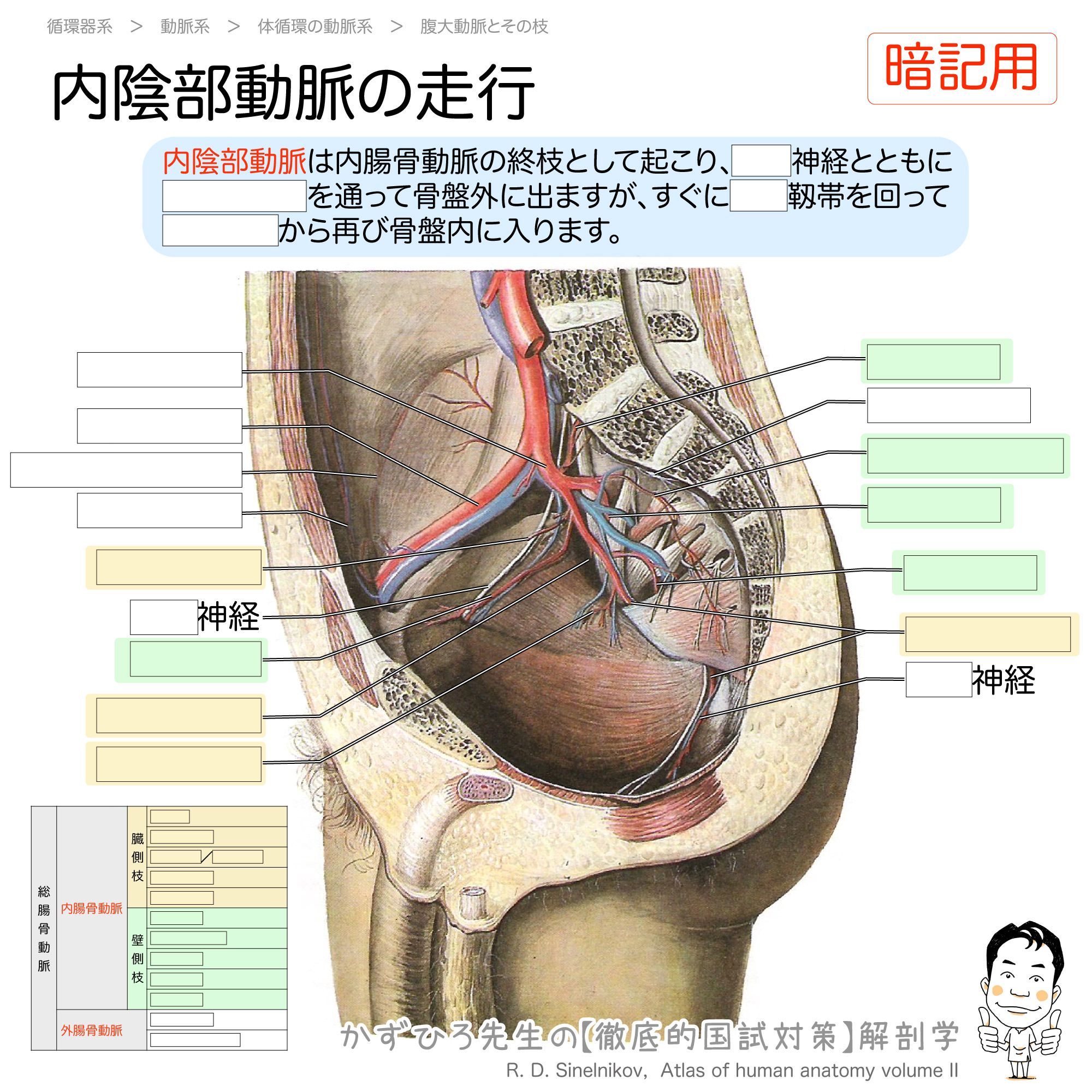 黒澤一弘（かずひろ）解剖学IT教育・指圧師・ラダック on X
