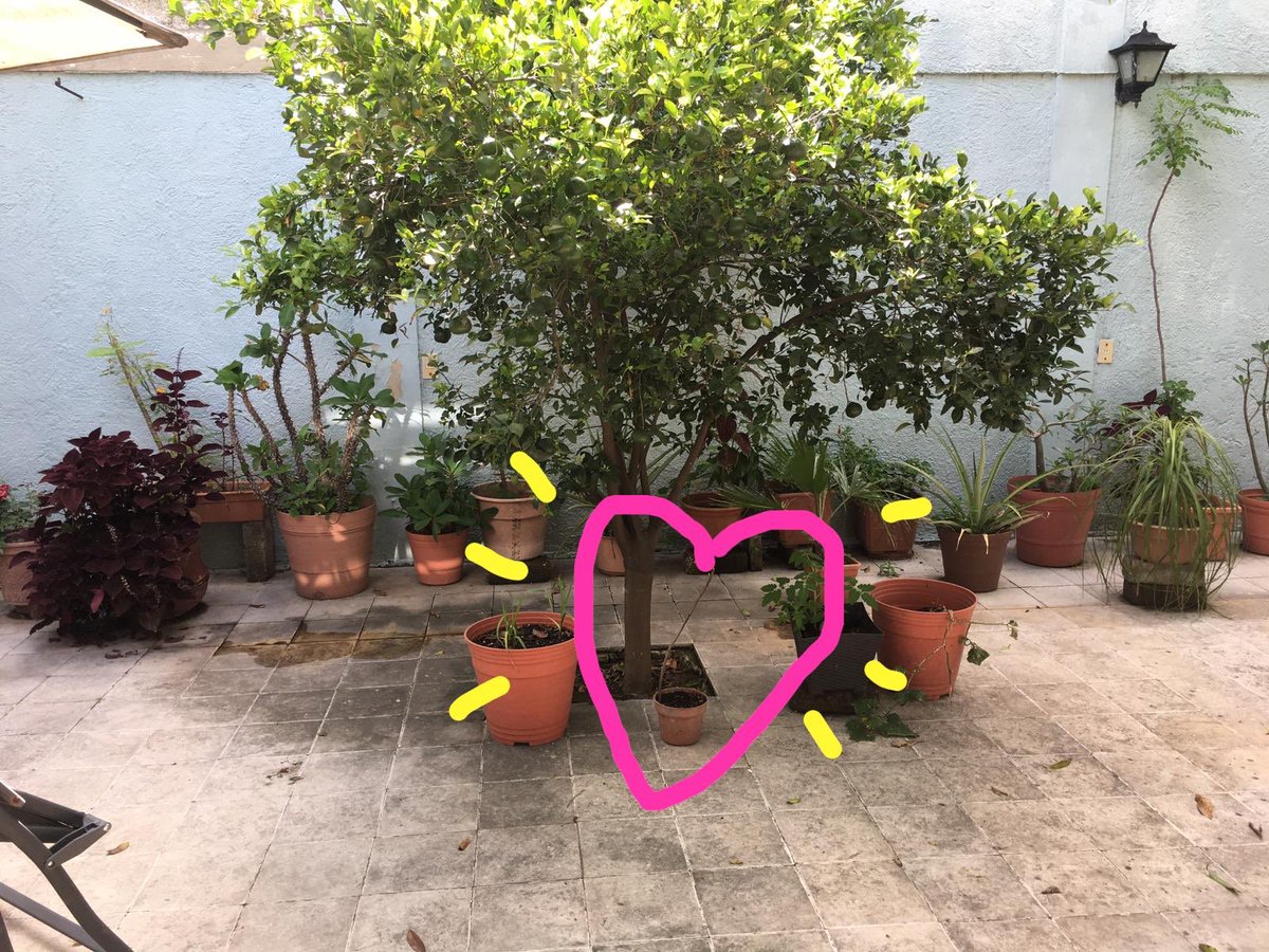 AttaZmn's tweet photo. Yo pensando que no podía amar todavía más a Santiago y él va y me consigue una plantita de HIGOS. https://t.co/Ud37HZRApG
