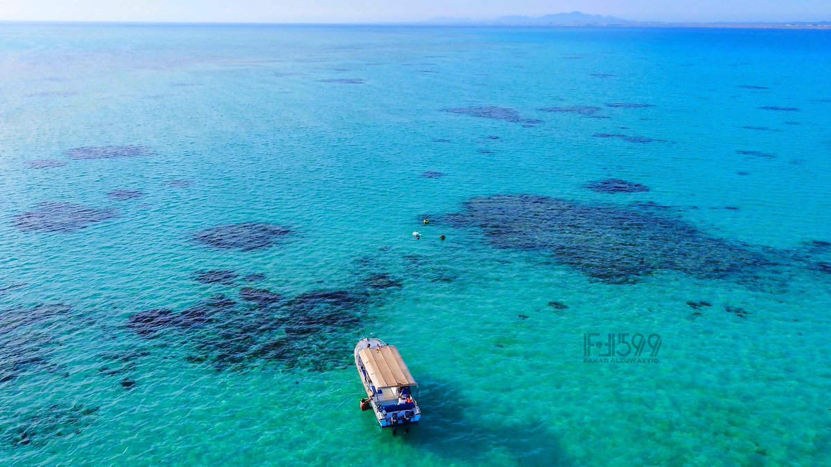 فهد الزويد tweet media