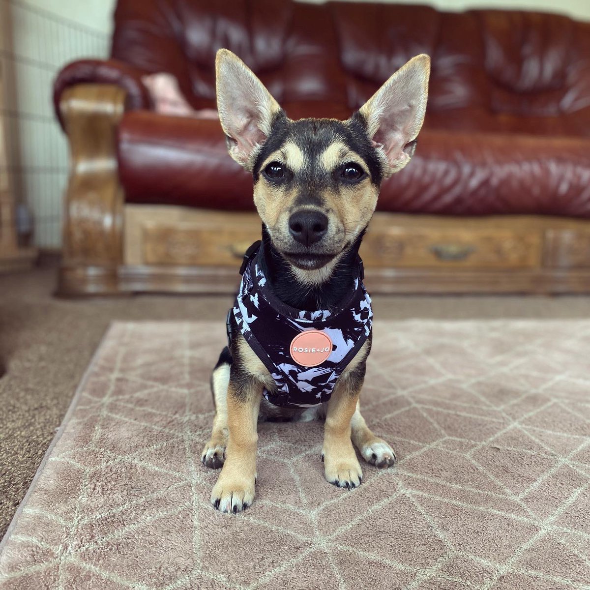 poppyadventures's tweet photo. Made Poppy a Twitter to share all our adventures 🥺 can’t help but love that little face ❤️ #dogsoftwitter #puppylife #doggers #adventures https://t.co/NrsbNGXUYH