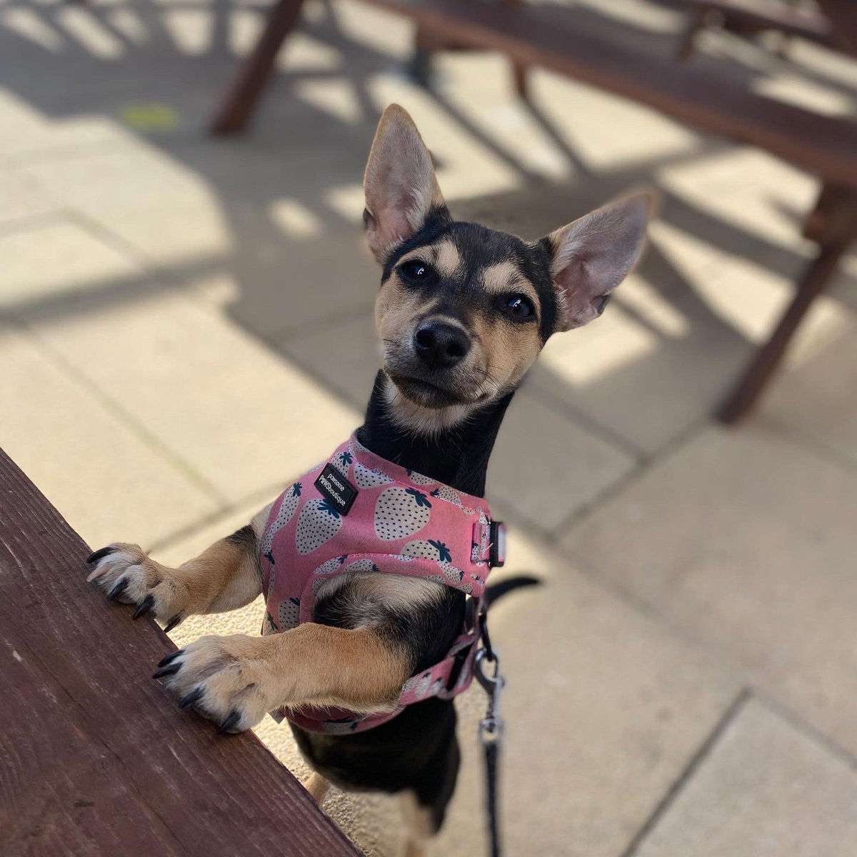 poppyadventures's tweet photo. Made Poppy a Twitter to share all our adventures 🥺 can’t help but love that little face ❤️ #dogsoftwitter #puppylife #doggers #adventures https://t.co/NrsbNGXUYH