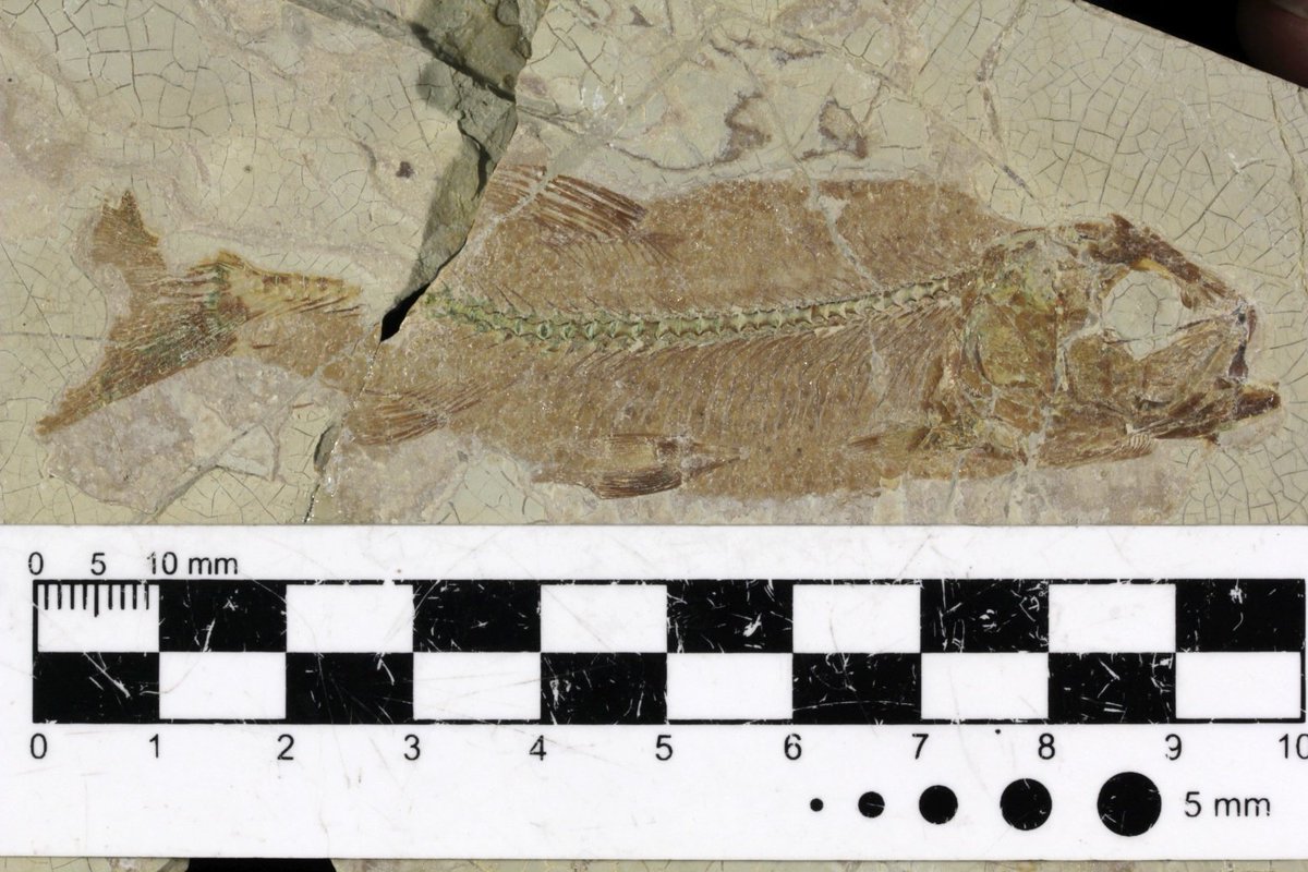 mefpatagonia's tweet photo. Rta al #Mefpregunta! 🐟Ayer te mostramos un fragmento de Luisiella feruglioi, un pequeño pez
hallado en sedimentos lacustres del Jurásico (163 a 145 Ma.) en la región central de Chubut. 
Gracias por participar!#FossilFriday #ColeccionMef https://t.co/fz56zFpxiJ
