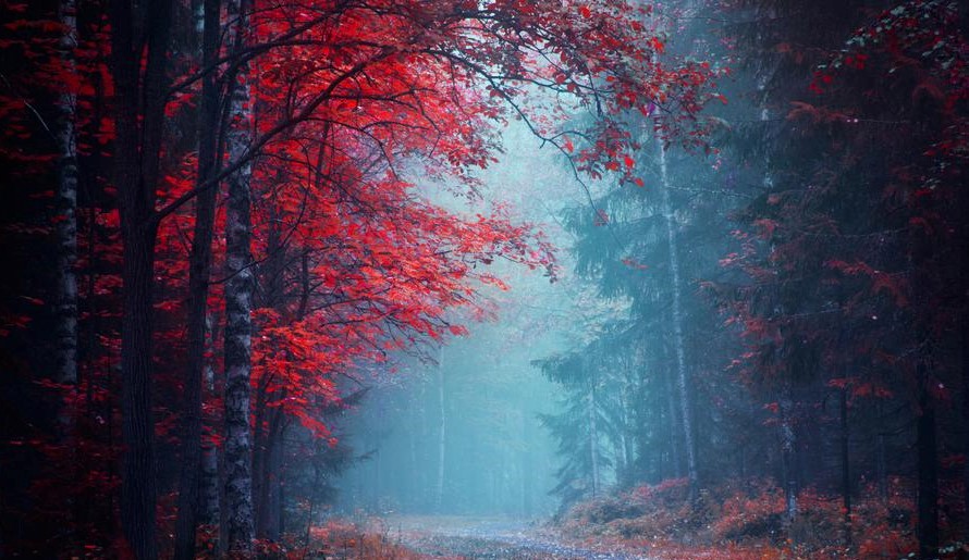 In the redwood forest