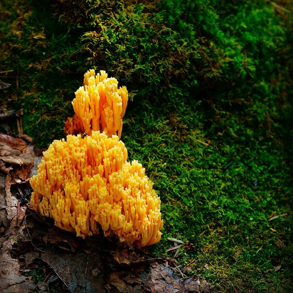 Pretty sure this is Yellow Stagshorn. #fungi #fungiphotography #fungiofinstagram #Caloceraviscosa #macrophotography instagr.am/p/CEcwabXDRbR/