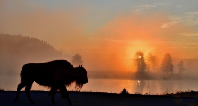 What's rarer in the human-dominated and fractured world: wild places (such as #wilderness) still holding #wildlife (such as grizzly bears and wildlife migrations) or places where people can play? Answer it honestly. What needs our protection more? 

mountainjournal.org/mountain-biker…