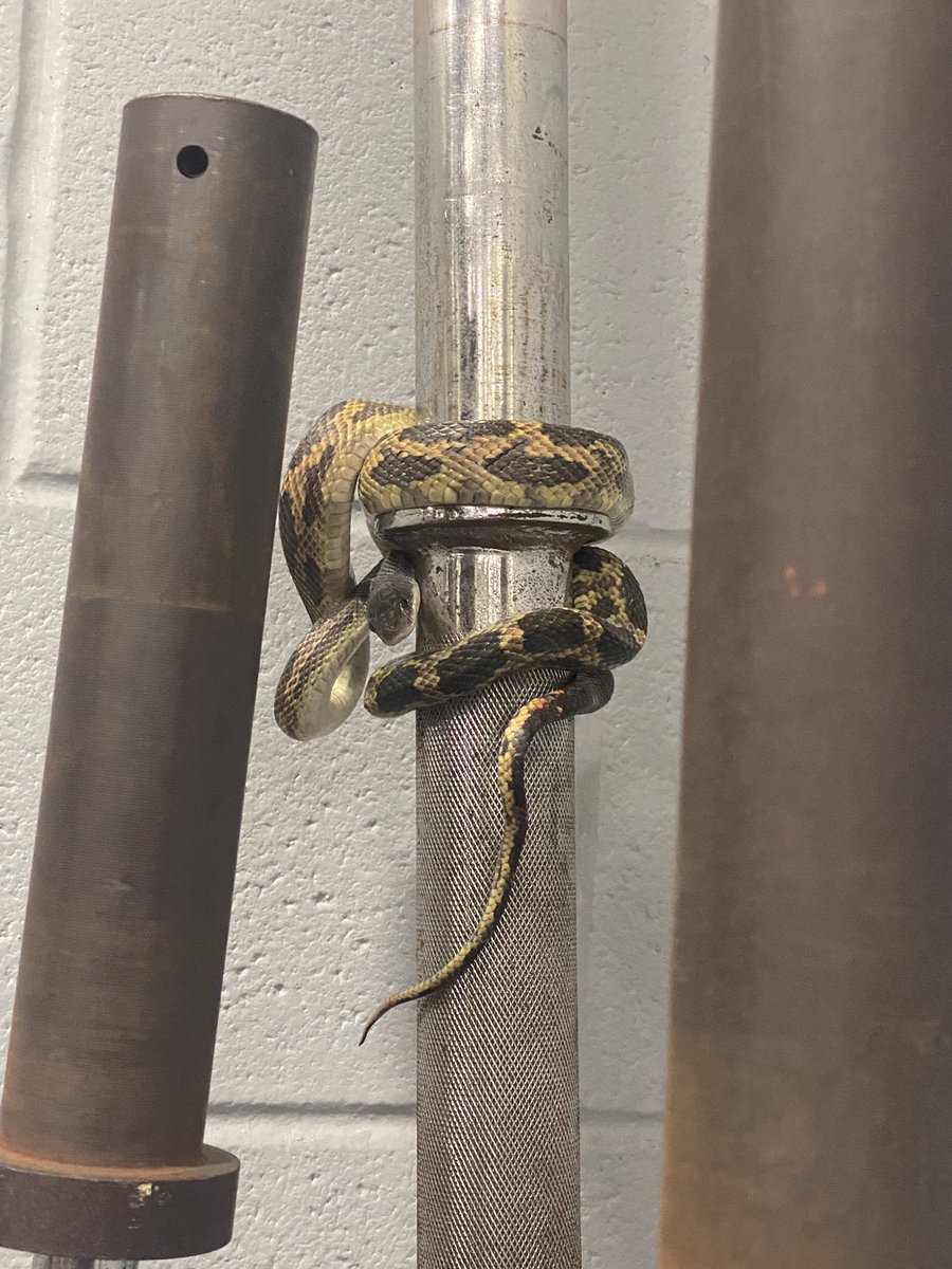 Coach John Walsh tweet media