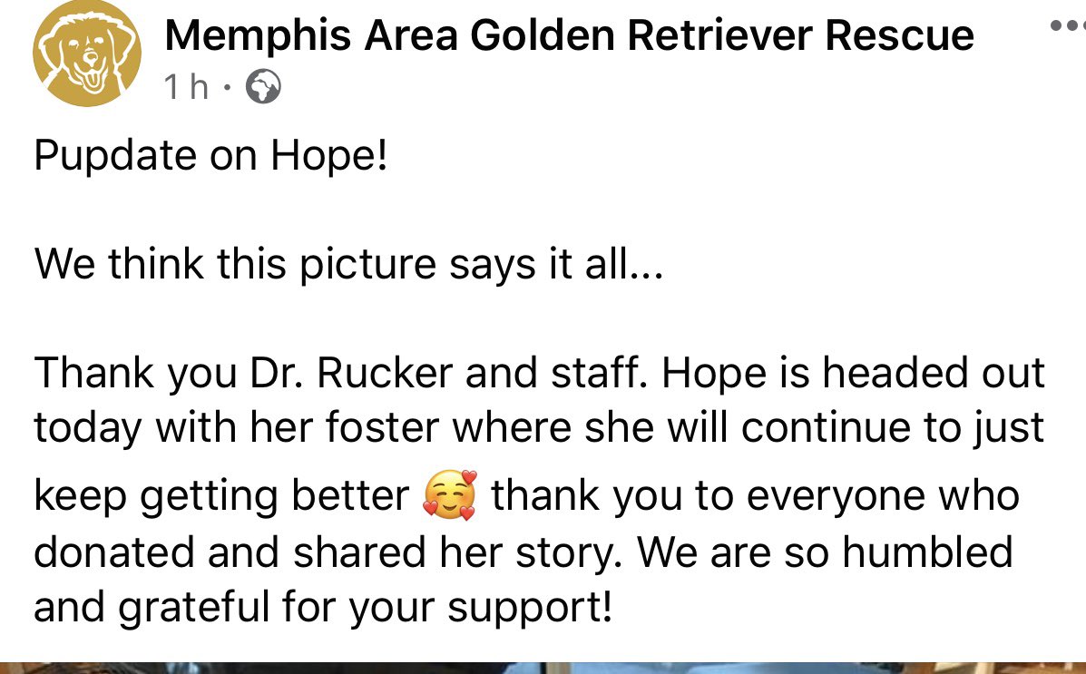 reddogsusie's tweet photo. 🔴UPDATE ON HOPE
(Formerly known as Shy) Rescued by Memphis Area Golden Retriever Rescue from MAS, She is now looking a lot better & ready to continue her recovery in her Foster Home😊 Update below💕
Thank you to everyone on twitter who helped her😊
#Memphis #MASA390 https://t.co/j0omRapdok