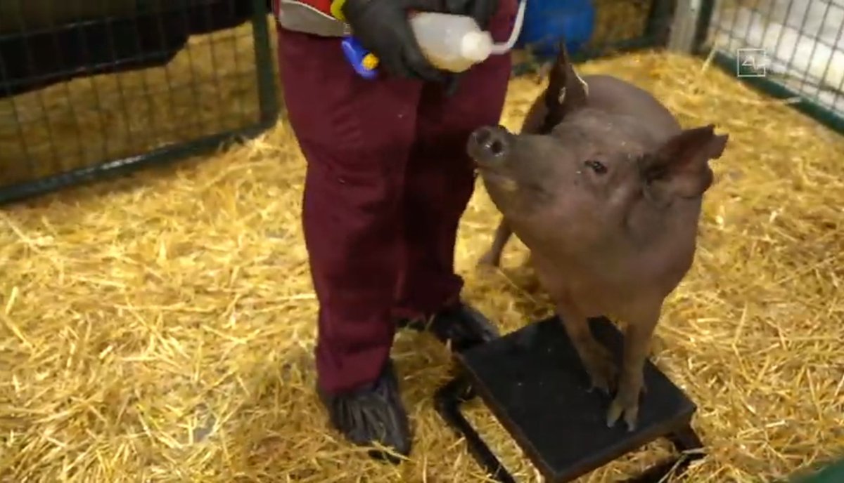 This pig had a Neuralink implant and then hey removed it to demonstrate upgradeability.