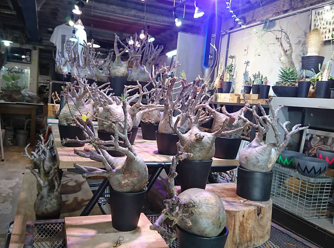 A-plants (@Aplants6) / Posts / X