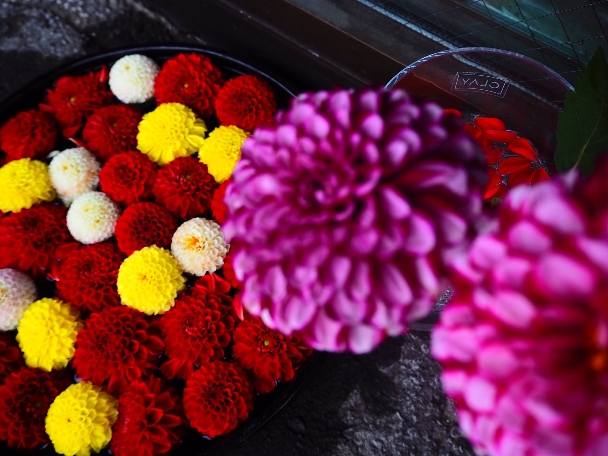 小樽フラワー ダリアの浮き花 ダリアは可愛いけれど 散るのは早いんですよね おうちで浮き花してみませんかー 花手水 おうちで花手水 T Co S9cqfj6hga Twitter