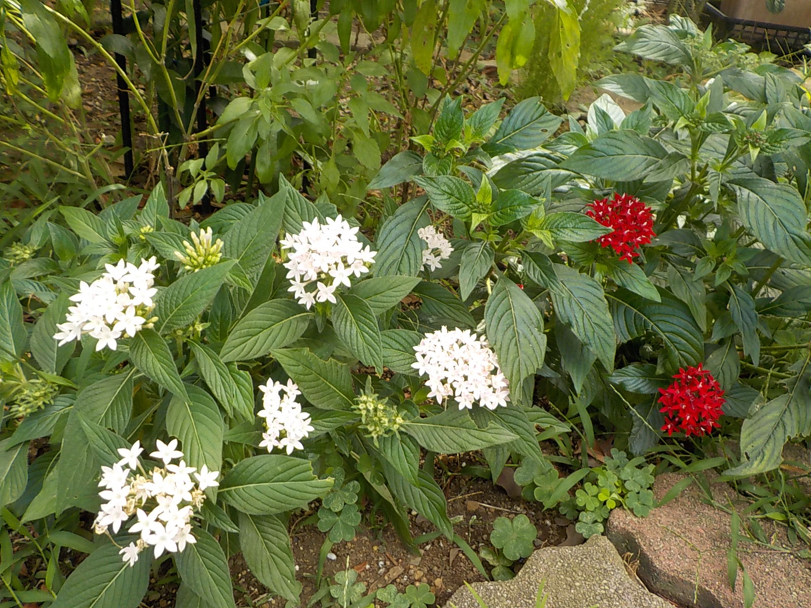 都立汐入公園 ペンタス 花びらが星のような形で 流れ星に願掛けすることにちなんで花言葉は花 希望が叶う とのことです 散りばめられた花々は 1輪1輪可愛らしく咲き揃っています 荒川区 ガーデニング 夏の花 赤い花 花壇の花 公園の花
