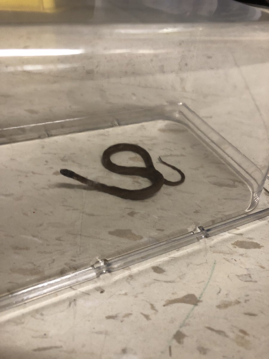 midschoolmonroe's tweet photo. Ok who’s the prankster who keeps putting reptiles in my classroom?!? Seriously ... did they colonize my science closet during quarantine? #scienceteacherproblems https://t.co/UP3DoQC66z