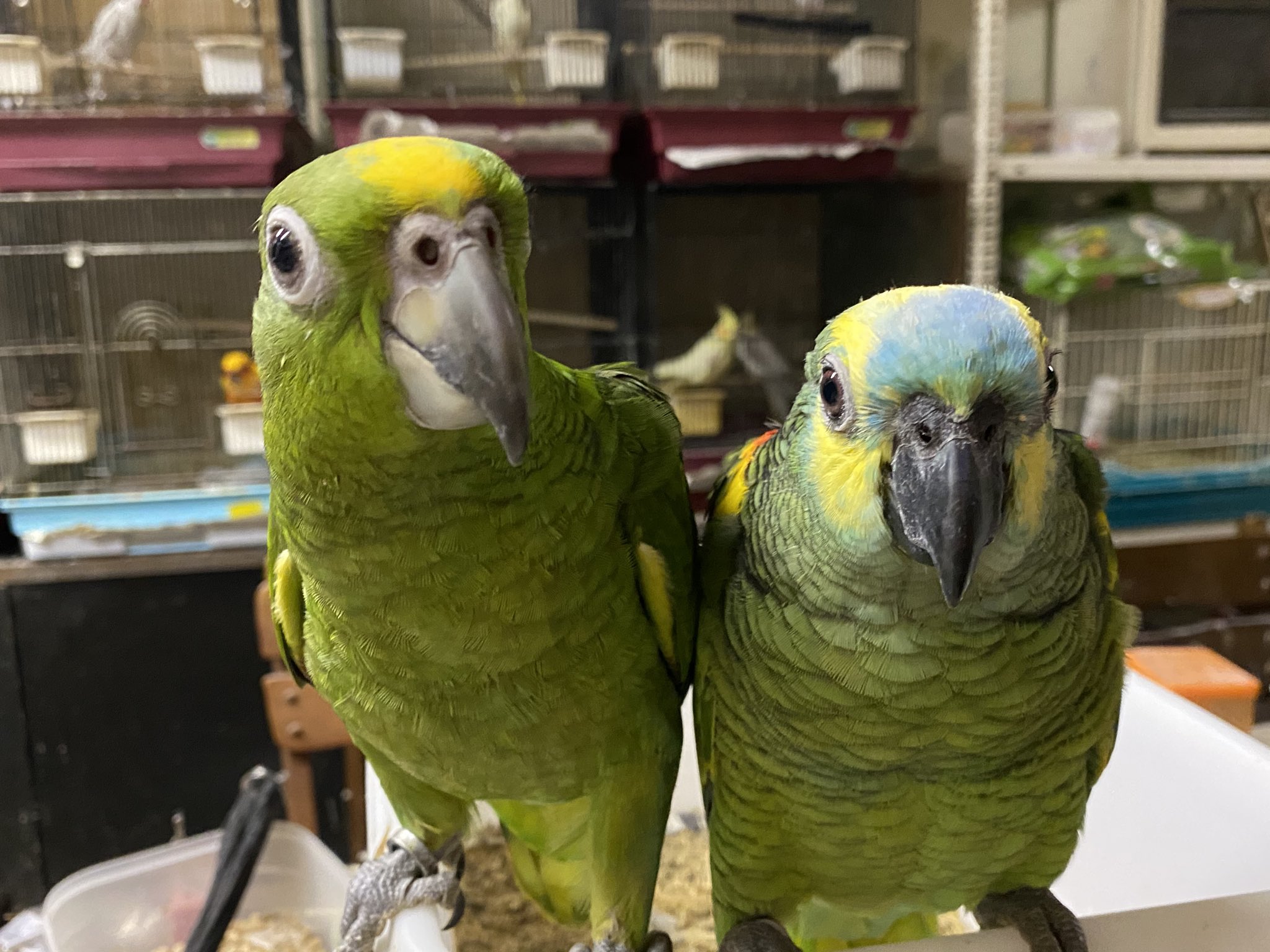 たまご Hand Feeding Twitter