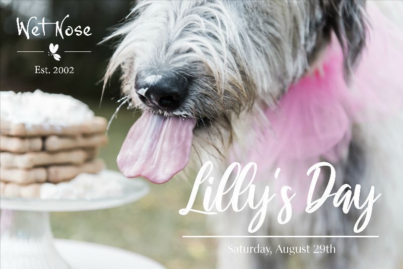 Lilly's Day is only 4 hours away!  😝 - mailchi.mp/wetnose/lillys…