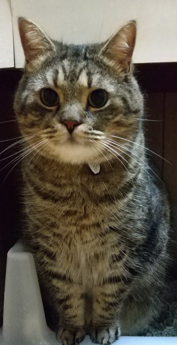 免許を取りたいと思っている猫ちゃんには トイレ中の顔写真 がおすすめ 確かに一番凛々しい顔してるかも と写真が続々 Togetter 免許を取りたいと思っている猫ちゃんには トイレ中の顔写真 がおすすめ 確かに一番凛々しい顔してるかも と写真が続々 Togetter