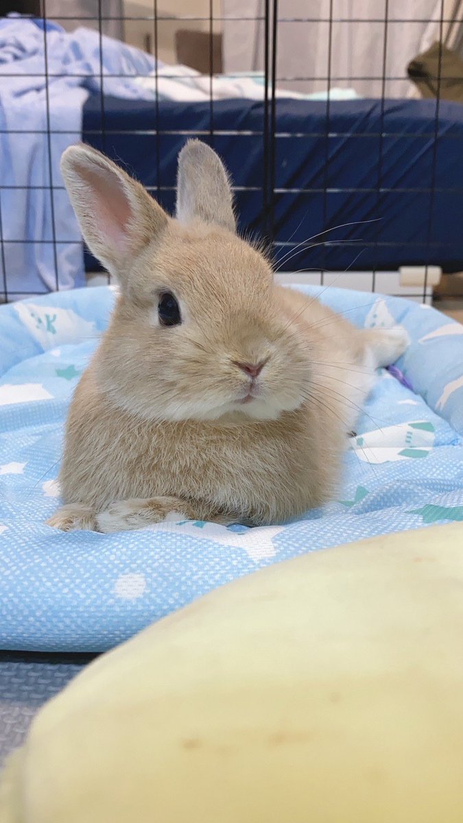 きなこ ネザーランドドワーフ Auf Twitter な なんてかわいい グラビアの撮影してるみたい笑 うさぎ うさぎのいる暮らし ネザーランドドワーフ きなこ かわいい 小動物 ちもちも うさぎさん きなこ ネザーランドドワーフ Auf Twitter な なんてかわいい グラビアの撮影してるみたい笑 うさぎ うさぎのいる暮らし ネザーランドドワーフ きなこ かわいい 小動物 ちもちも うさぎさん