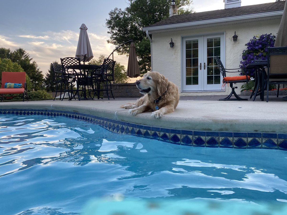 westie_woo's tweet image. Saddest of days. Some furfriends may remember that I lost my golden brother, Apollo, 5 months ago....well today my other golden brother, Tucker, went over the 🌈. He was a gem. Now I have to keep the humans in order all by myself 😩(lost bro McFleury last summer) #ZSHQ 🌈💔