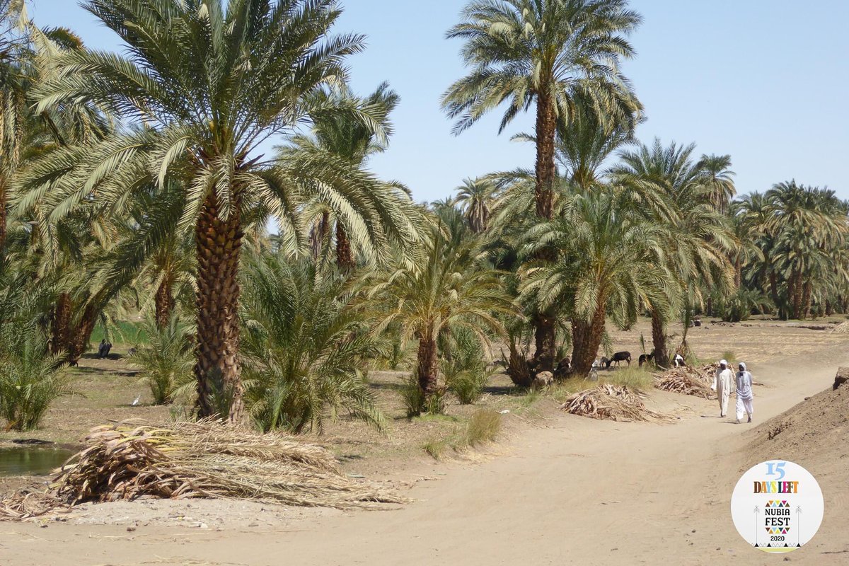 nubiafest's tweet photo. With #15DaysLeft, today's quiz is a little different. Who can tell us the significance of palm trees/date trees to #Nubia and #Nubians?
#NubiaFEST2020 #LittleOver2Weeks #Nubian #Nubia #Connect #PalmTrees #DateTrees https://t.co/kQKil2HbUZ