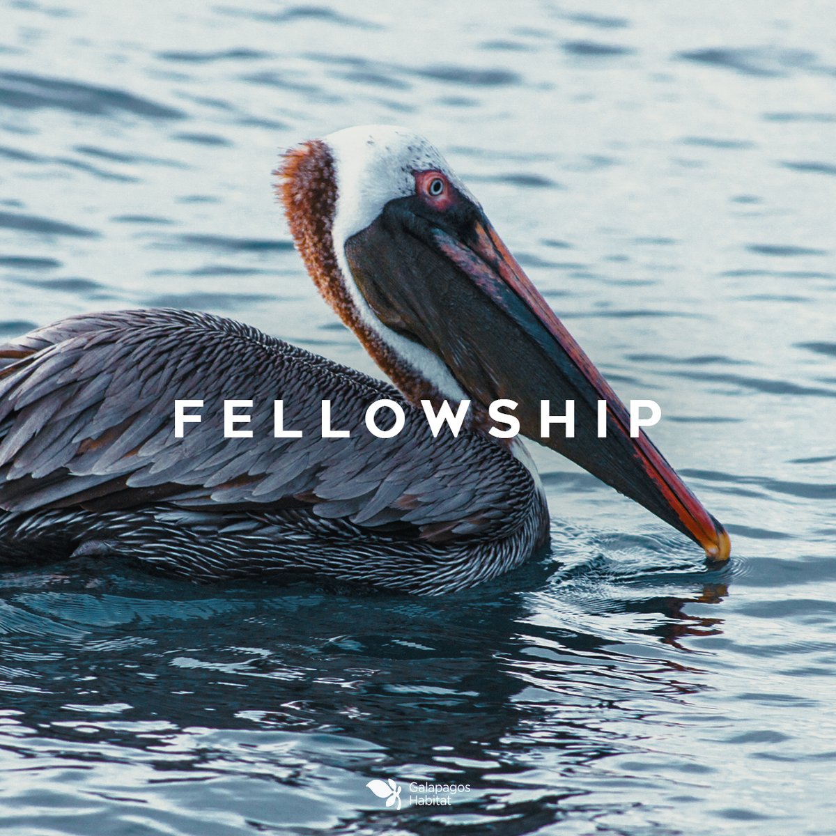 Pelicans are group fishers, they search for their food together by flapping their wings over the surface of the water, guiding the fish to the surface waters strategically to the side where another group of pelicans are ready to collect the fish in their bags.