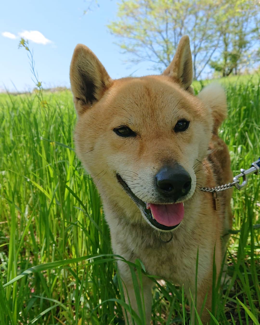 Shiba Kotarou Shibakotarou1 Twitter