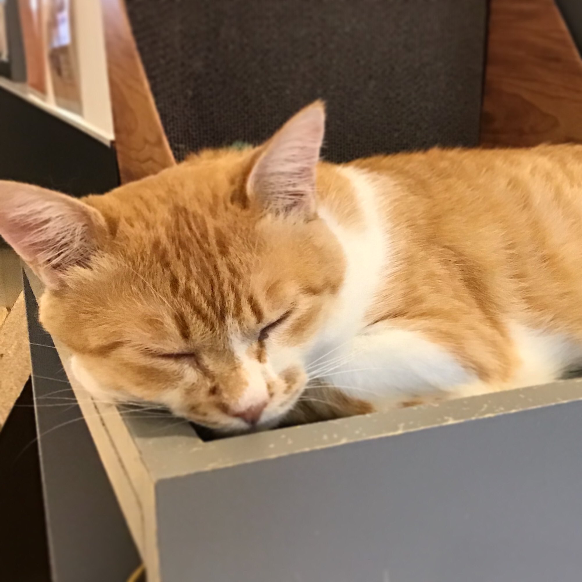 تويتر 保護猫カフェ ネコリパブリック 池袋 على تويتر まだ眠いにゃー みーくん 二度寝です 本日も11 00 21 30最終受付まで 皆様のご来店をお待ちしてます ネコリパ池袋 保護猫カフェ 猫好きさんと繋がりたい 猫部 T Co Srxgvin44v تويتر 保護猫カフェ ネコリパブリック 池袋 على تويتر まだ眠いにゃー みーくん 二度寝です 本日も11 00 21 30最終受付まで 皆様のご来店をお待ちしてます ネコリパ池袋 保護猫カフェ 猫好きさんと繋がりたい 猫部 T Co Srxgvin44v
