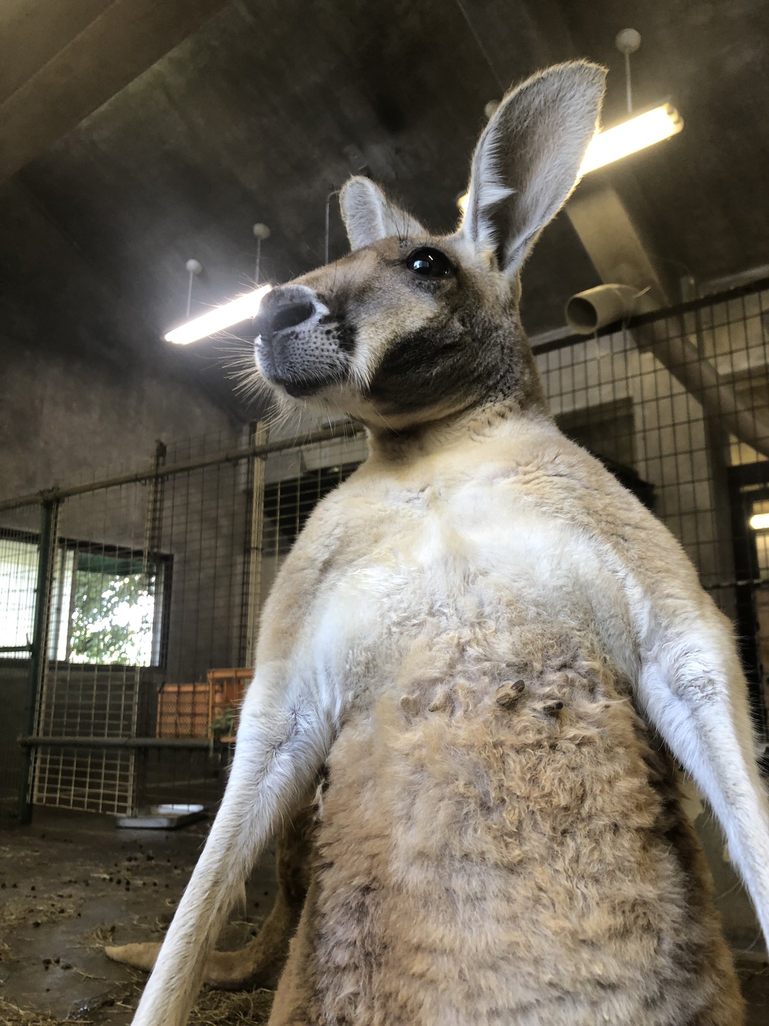 熊本市動植物園 公式 アカカンガルーのメス セブンちゃんです 朝の体調チェックを行うとき セブンは 飼育員の前に来て 朝の挨拶をした後に なぜか堂々と仁王立ちをし始めます これがセブンちゃんの朝のルーティーン 熊本市動植物園 公式 アカカンガルーのメス セブンちゃんです 朝の体調チェックを行うとき セブンは 飼育員の前に来て 朝の挨拶をした後に なぜか堂々と仁王立ちをし始めます これがセブンちゃんの朝のルーティーン