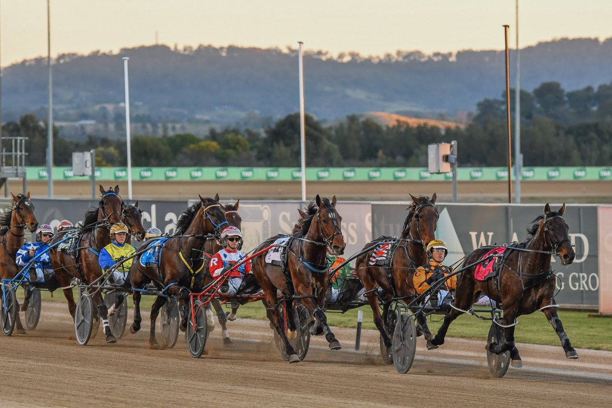 Club Menangle tweet media