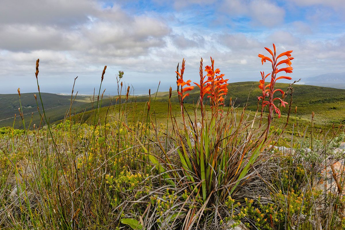 Pops of colour mark this prolific time of year in the fynbos. Looking forward to sharing the secrets of the fynbos with you on our 4x4 flower safari.

This is the Cobralily (Chasmanthe aethiopica), it’s name comes from the ribbed leaves resembling the markings of the Cape Cobra.