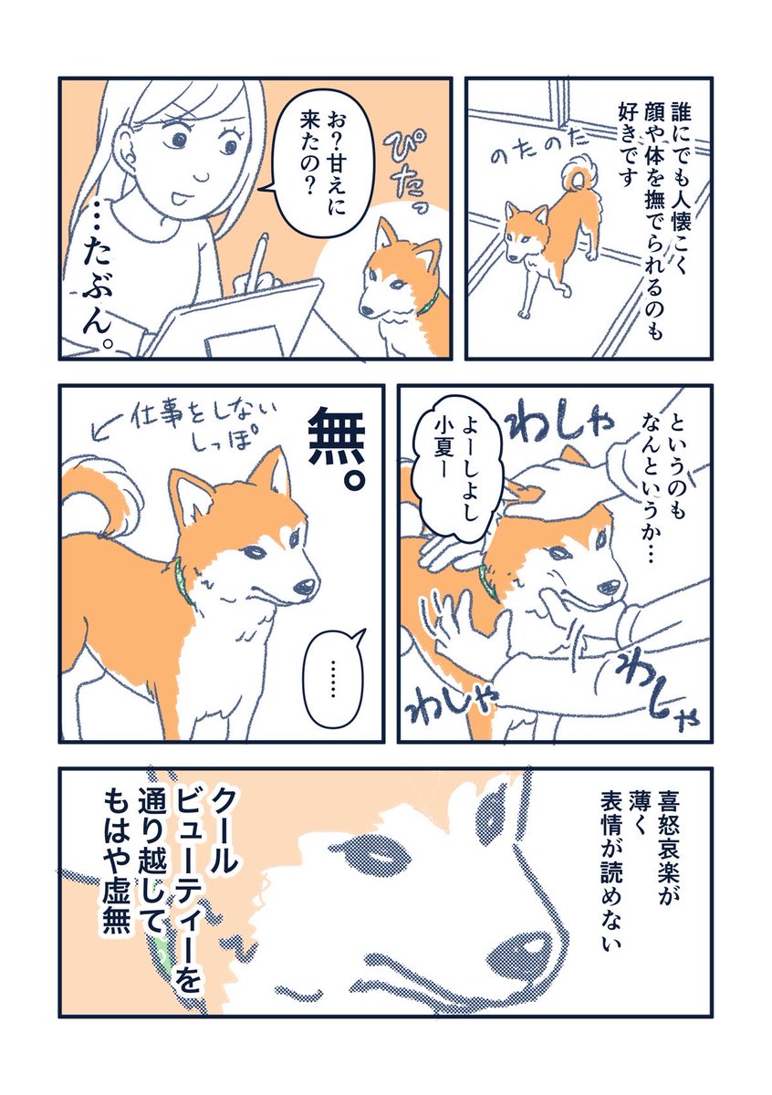 百万 百漫画 犬の漫画 紹介編 保護犬の柴犬をお迎えしました